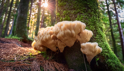 Lion's Mane: The Superfood Mushroom You Need to Know About